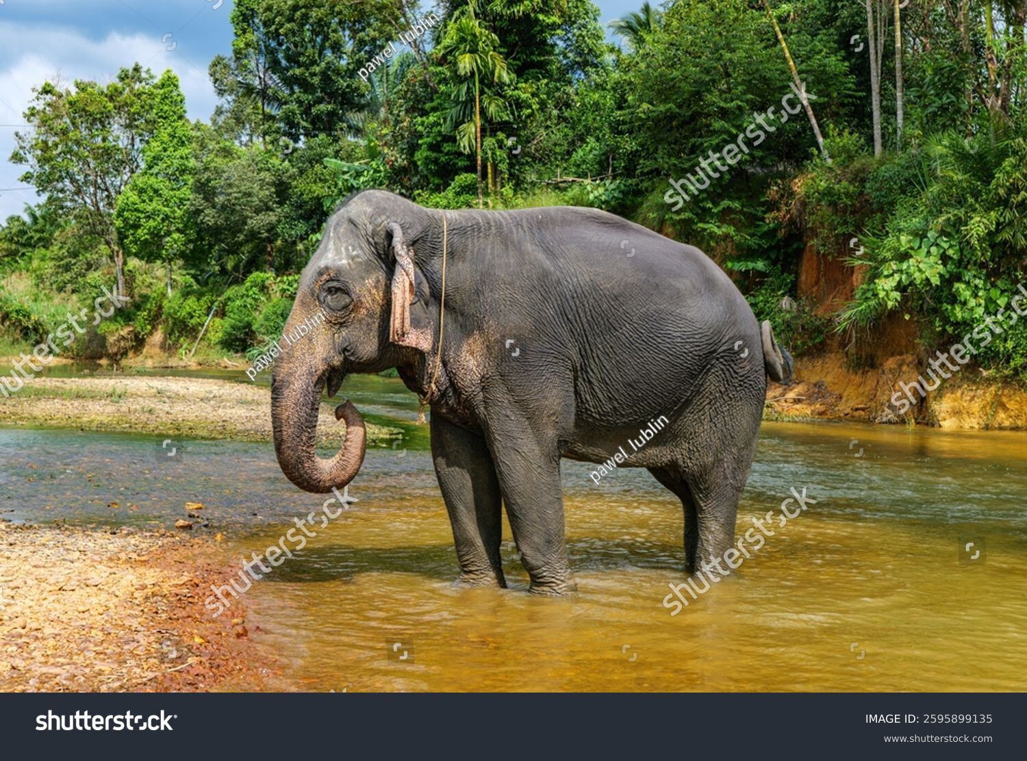 Spotting the Elephant in Your Wellbeing Room
